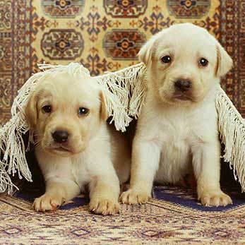 Pet Urine and Odor Treatments