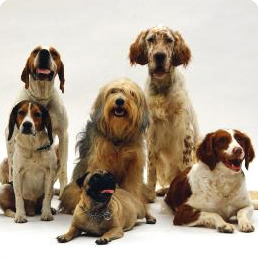 pet-urine-odor-treatment-image